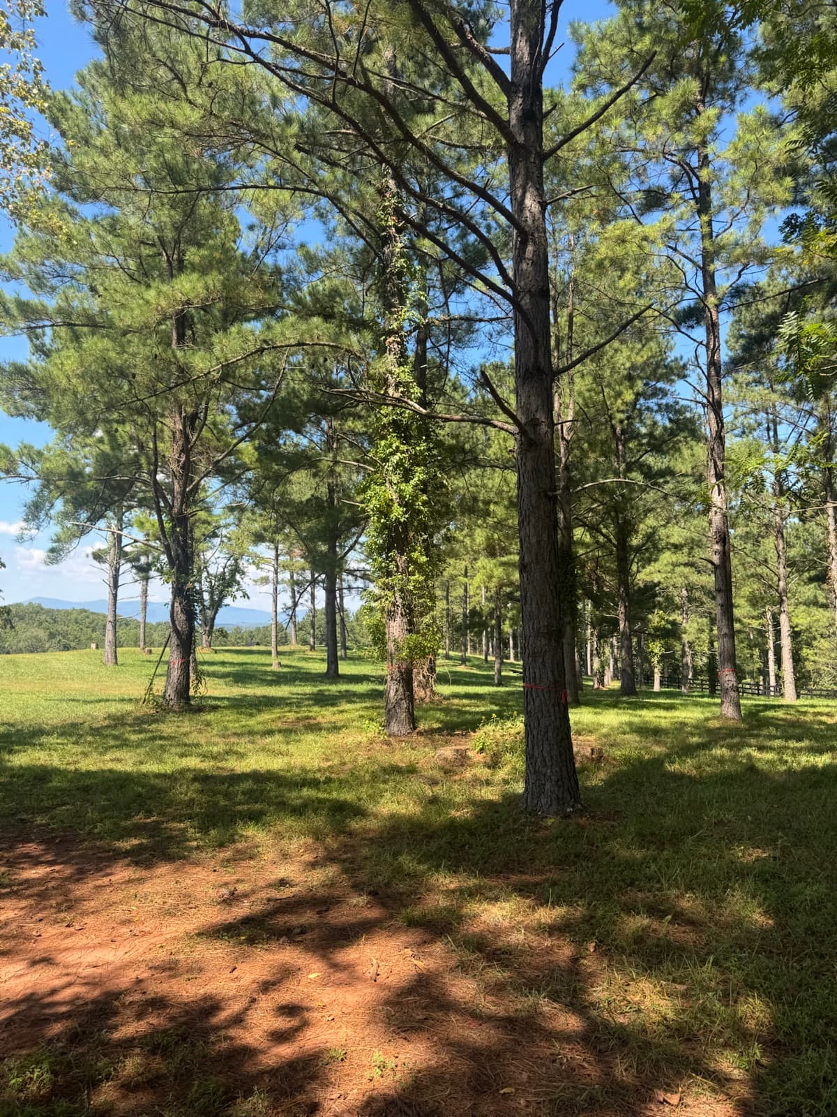 Wooded lot with pines marked for clearing before the work starts