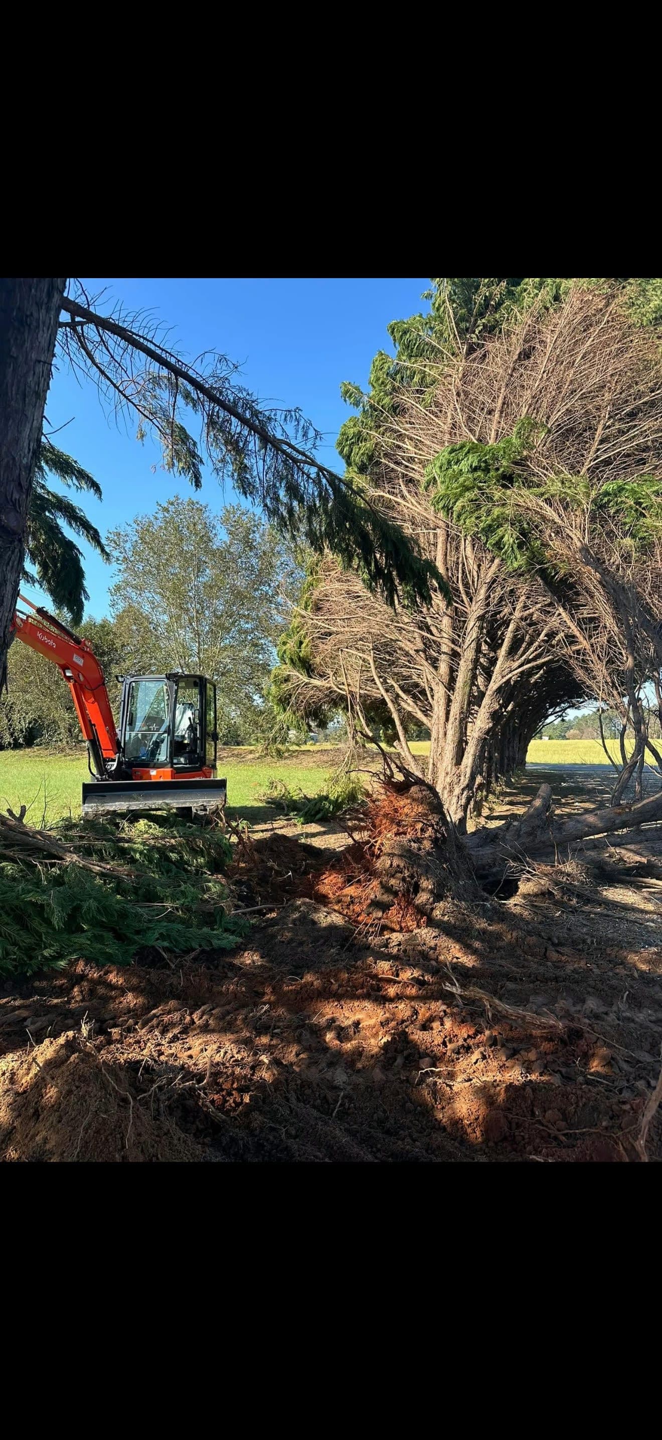 Mini excavator beside an uprooted tree